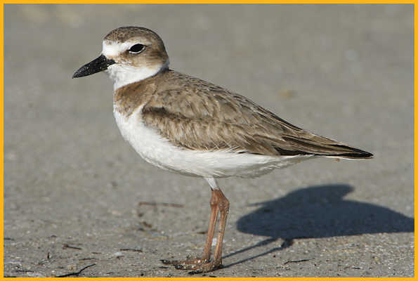 Female <BR>Wilson's Plover