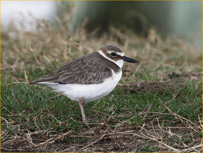Nonbreeding<BR>Wilson's Plover