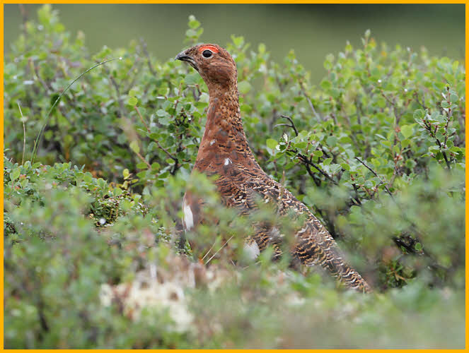 Willow Ptarmigan