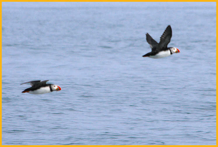 Atlantic Puffins