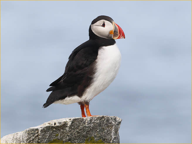 Atlantic Puffin