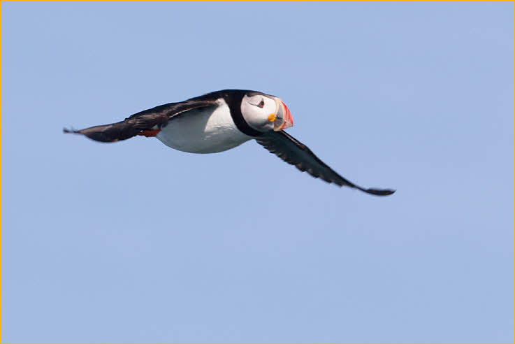 Atlantic Puffin