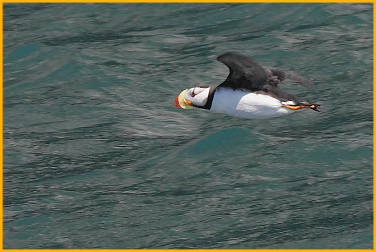 Horned Puffin