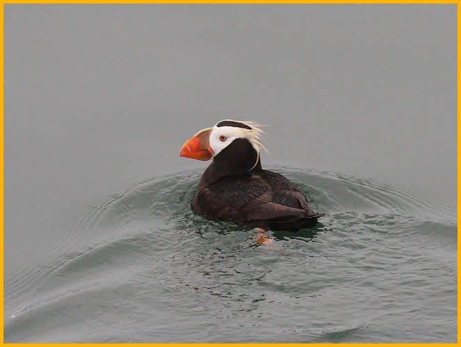 Tufted Puffin