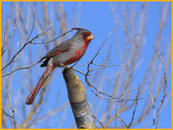 Pyrrhuloxia