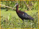 Glossy Ibis