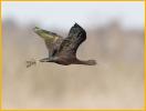 Nonbreeding<BR>Glossy Ibis