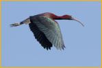 Glossy Ibis