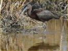 Nonbreeding<BR>Glossy Ibis