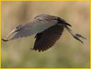 First Summer<BR>Glossy Ibis