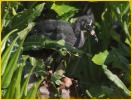 Glossy Ibis Chick