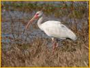 Second Winter<BR>White Ibis