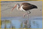 Juvenile<BR>White Ibis