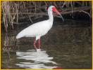 White Ibis