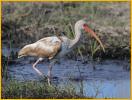 First Summer<BR>White Ibis