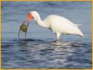 White Ibis