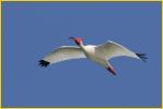 White Ibis