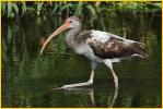 First Summer<BR>White Ibis