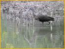 Juvenile<BR>White-faced Ibis