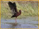 White-faced Ibis
