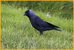 Eurasian Jackdaw