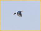 Blue Jay