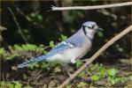 Blue Jay