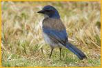 California Scrub-Jay