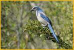 Florida Scrub-Jay