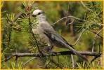 Rocky Mountains <BR>Gray Jay