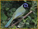 Green Jay