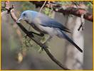 Arizona<BR>Mexican Jay
