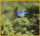Interior West <BR>Steller's Jay