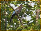 Juvenile <BR>Steller's Jay