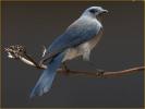 Woodhouse's Scrub-Jay