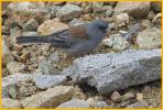 Gray-headed <BR>Dark-eyed Junco