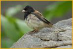 Oregon <BR>Dark-eyed Junco