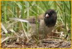 Female Oregon <BR>Dark-eyed Junco