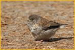 Oregon<BR>Dark-eyed Junco Chick