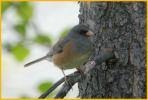 Pink-sided <BR>Dark-eyed Junco