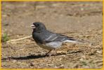 White-winged <BR>Dark-eyed Junco