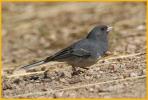 Slate-colored White-winged <BR>Dark-eyed Junco