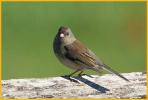 Female Slate-colored <BR>Dark-eyed Junco