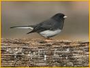Slate-colored <BR>Dark-eyed Junco