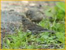Juvenile Slate-Colored<BR>Dark-eyed Junco