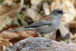 Gray-headed<BR>Dark-eyed Junco