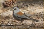 Yellow-eyed Junco