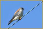 American Kestrel