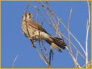 Female<BR>American Kestrel