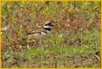 Juvenile Killdeer